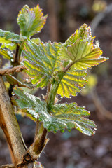 Weinberg im Frühjahr an der Mosel
