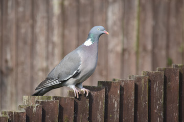 Pigeon on the fence