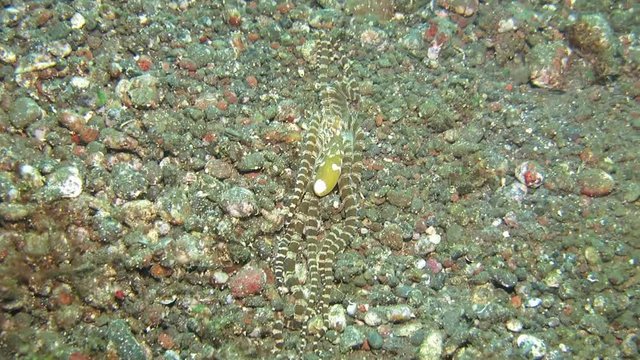 Wunderpus octopus (Wunderpus photogenicus) is hunting on sandy area. Underwater world. Tulamben, Bali, Indonesia.