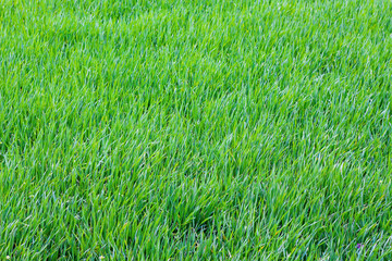 Texture of bright green grass, top view_