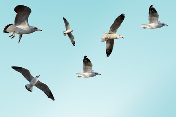 Seagulls are flying in sky as a background