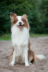 Border Collie sitting pretty