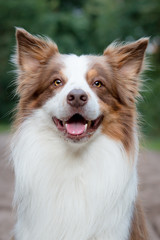 Happy Border Collie