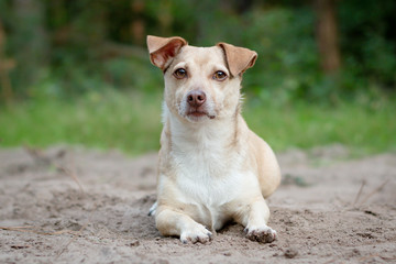 Portrait of a small mixed breed
