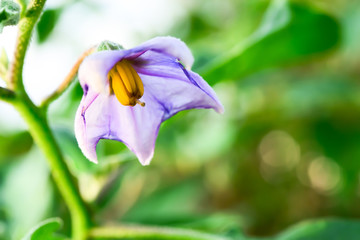  Eggplant flowers are gorgeous colors look inviting.