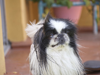 pekingese