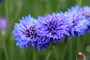 Centaurea cyanus