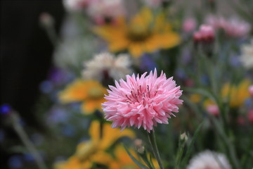 Fototapeta premium Centaurea cyanus