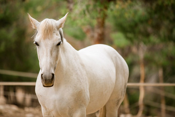 Naklejka na ściany i meble white horse in freedom, looking at camera