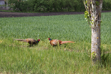 Wild Pheasant (Phasianus colchicus) ready to fight, near Rusko Selo village located in Vojvodina (Serbia)
