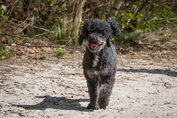 Poodle having fun