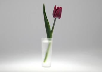 Rare bardy tulip flower with dark petals in a small glass glass on a neutral gray background