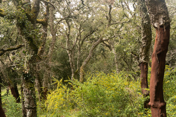 a cork oak forest on Sardinia, Italy