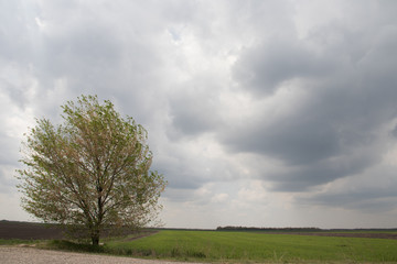 Lonely tree in the fields of Vojvodina 