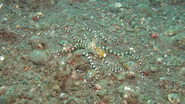 Wunderpus octopus (Wunderpus photogenicus) is hunting on sandy area. Underwater world. Tulamben, Bali, Indonesia.