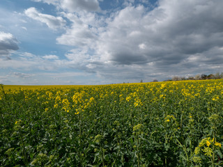 Obraz premium Beautiful landscape of bright yellow rapeseed in spring. Yellow flowers of rapeseed. Blue sky with white clouds over the field.