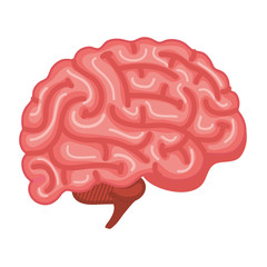 brain human organ icon