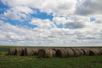 Hay rolls ready to transport in the fields of Serbia ("Vojvodina" region), village Melenci in Northern Serbia, 29. May 2019