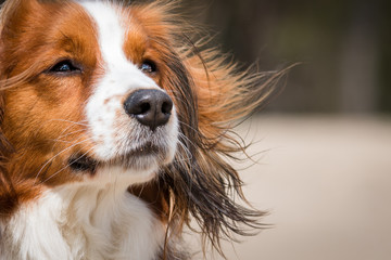 Close up of a beautiful dog
