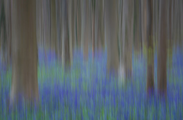 Trees and Bluebells