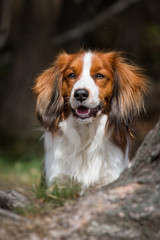 Fototapeta premium Portrait of a smiling dog
