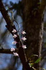 Beautiful flowers in the garden Blooming in the summer
