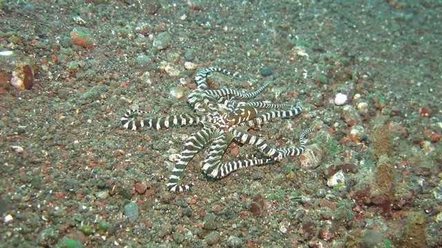 Wunderpus octopus (Wunderpus photogenicus) is hunting on sandy area. Underwater world. Tulamben, Bali, Indonesia.