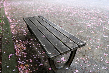公園のベンチと八重桜の落花風景