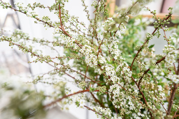 Blooming Spirea, Snow White. Close-up of white spirea blossoms with select focus and blurry background. Flower shop, floristry concept