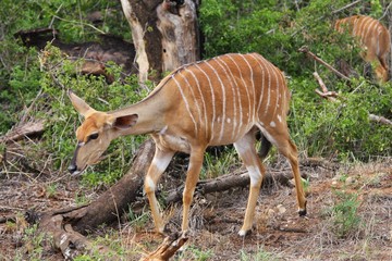 un jeune kudu