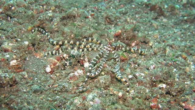 Wunderpus octopus (Wunderpus photogenicus) is hunting on sandy area. Underwater world. Tulamben, Bali, Indonesia.