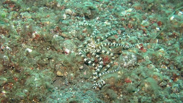 Wunderpus octopus (Wunderpus photogenicus) is hunting on sandy area. Underwater world. Tulamben, Bali, Indonesia.