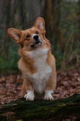 Pembroke Welsh Corgi sitting pretty