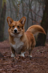 Red and white Corgi with fox tail