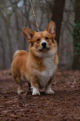 Red Corgi male