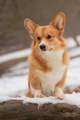 Naklejka na ściany i meble Beautiful Pembroke Welsh Corgi on a log