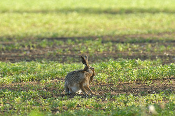 Portrait of brown hare wildlife on the meadow field