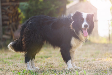 dog on grass