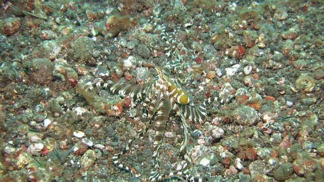 Wunderpus octopus (Wunderpus photogenicus) is hunting on sandy area. Underwater world. Tulamben, Bali, Indonesia.