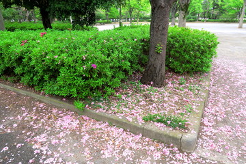 Obraz premium 公園の桜の木と植え込みと八重桜の落花風景