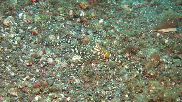 Wunderpus octopus (Wunderpus photogenicus) is hunting on sandy area. Underwater world. Tulamben, Bali, Indonesia.