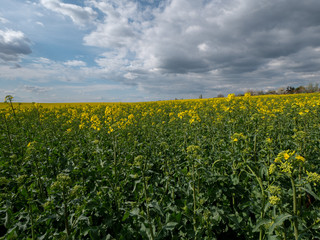 Beautiful landscape of bright yellow rapeseed in spring. Yellow flowers of rapeseed. Blue sky with white clouds over the field.