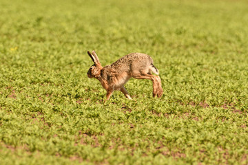 Portrait of brown hare wildlife on the meadow field