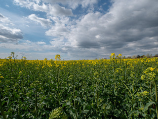 Beautiful landscape of bright yellow rapeseed in spring. Yellow flowers of rapeseed. Blue sky with white clouds over the field.