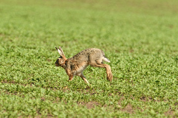 Wild brown hare runs along a farm meadow in the spring