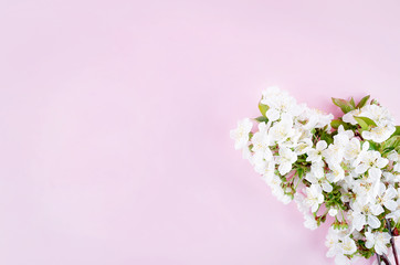 Fototapeta na wymiar spring cherry flowers on light pink background