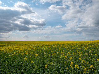 Fototapeta premium Beautiful landscape of bright yellow rapeseed in spring. Yellow flowers of rapeseed. Blue sky with white clouds over the field.
