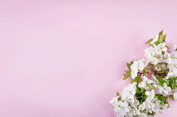 Fototapeta na wymiar spring cherry flowers on light pink background