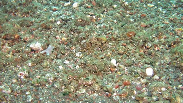 Wunderpus octopus (Wunderpus photogenicus) is hunting on sandy area. Underwater world. Tulamben, Bali, Indonesia.