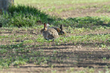 Brown hare eats spring grass on the meadow